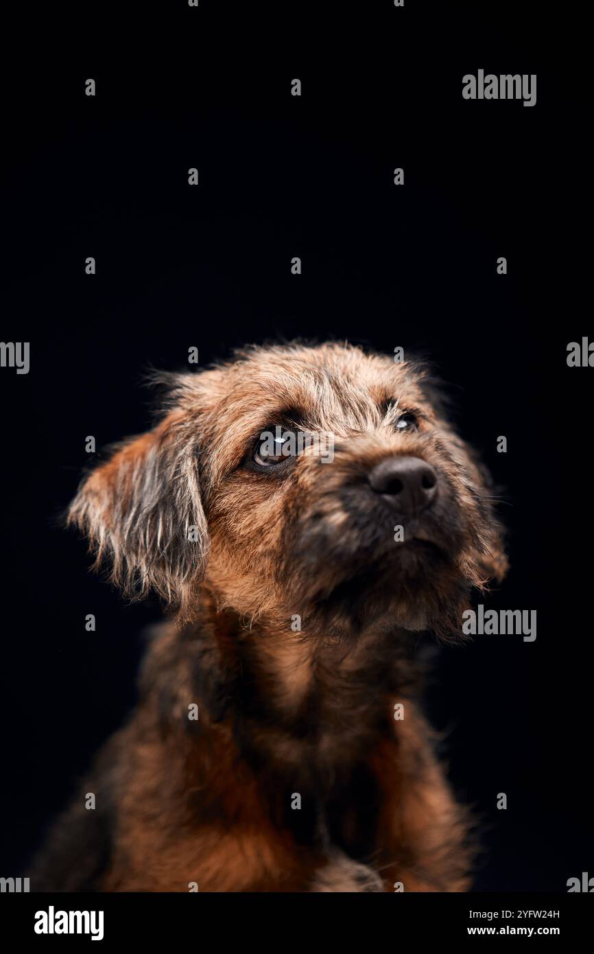 Primo piano Studio Portrait of Border Terrier Puppy su sfondo nero Foto Stock