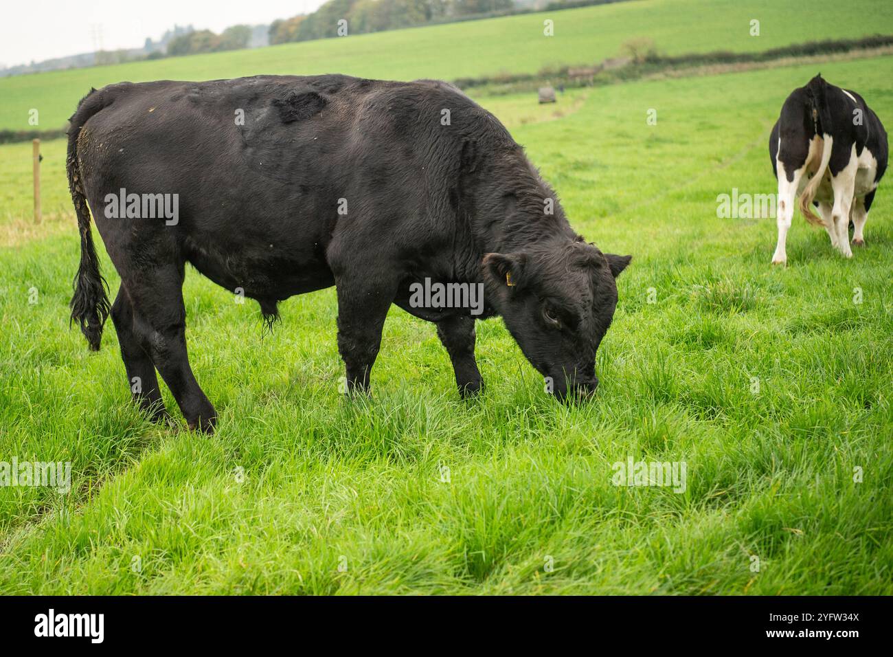Giovane Aberdeen Angus toro con mucche Foto Stock