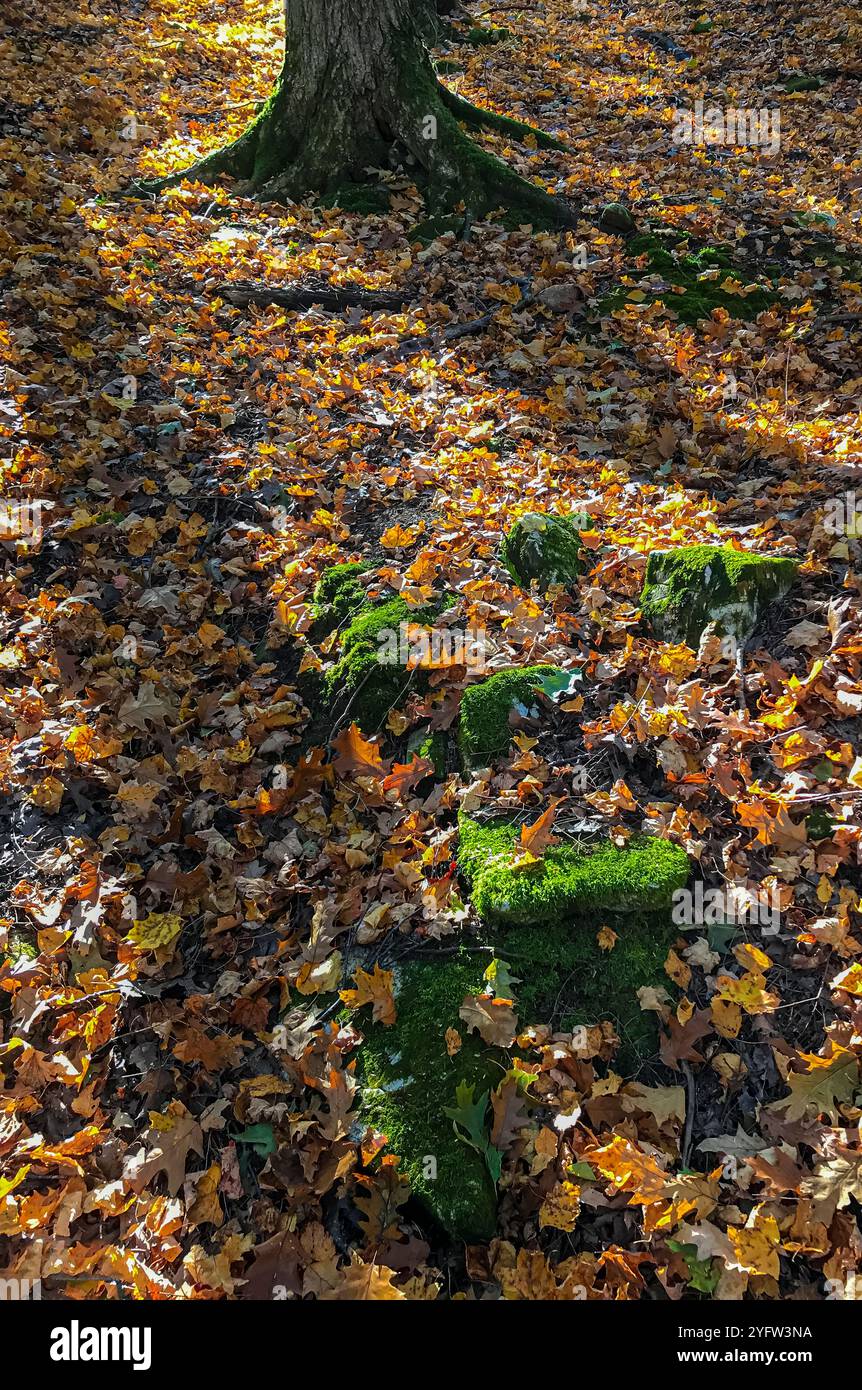 Gli alberi gettano ombre sul pavimento della foresta con luce del tardo pomeriggio che illumina anche le rocce coperte di muschio, Lautenbach Woods Door County LandTrust pres Foto Stock