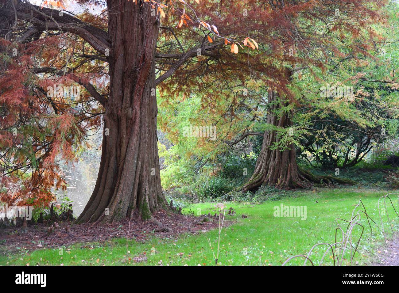 Dawn redwood tree Foto Stock