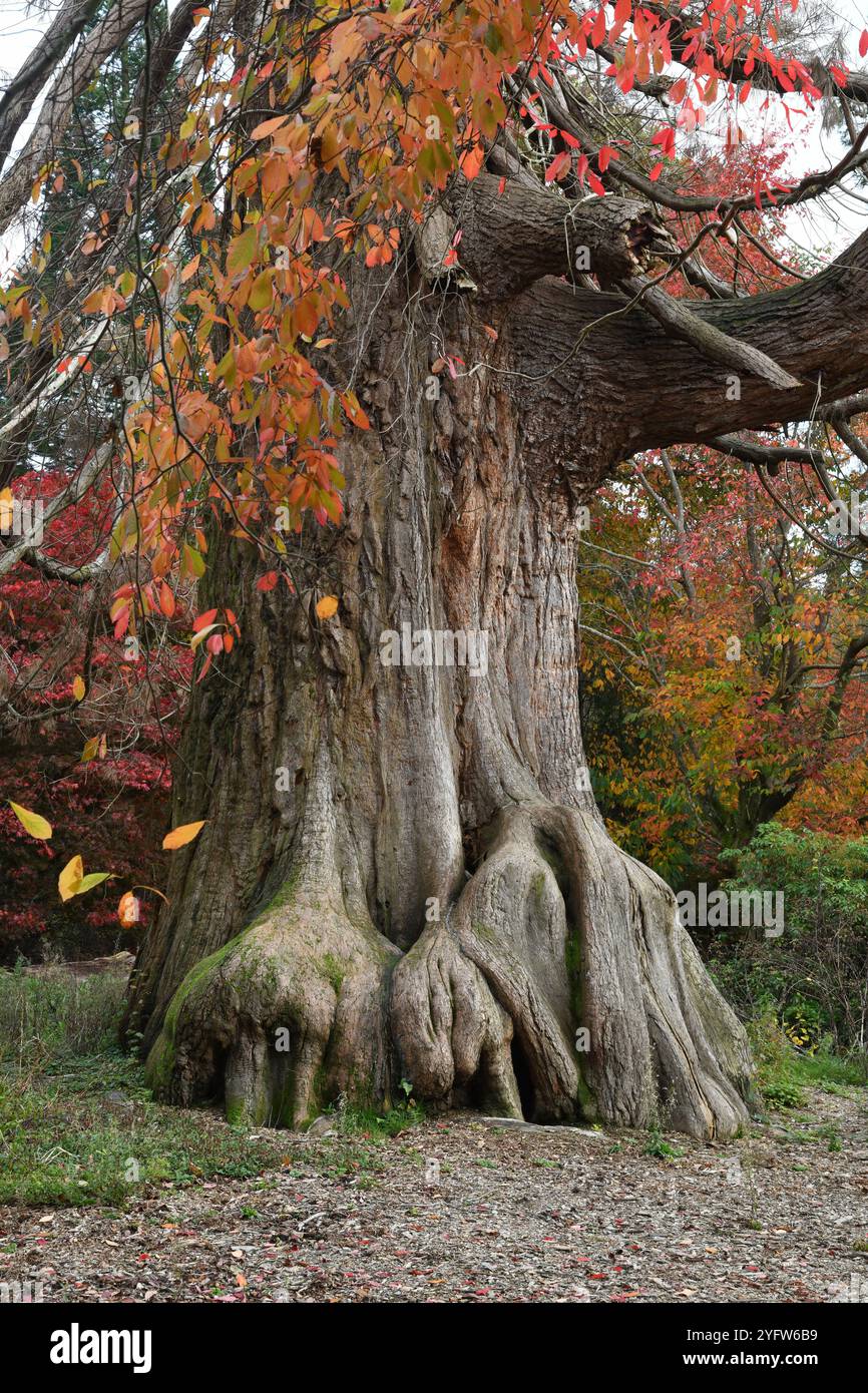 Gigantesco albero di sequoia Foto Stock