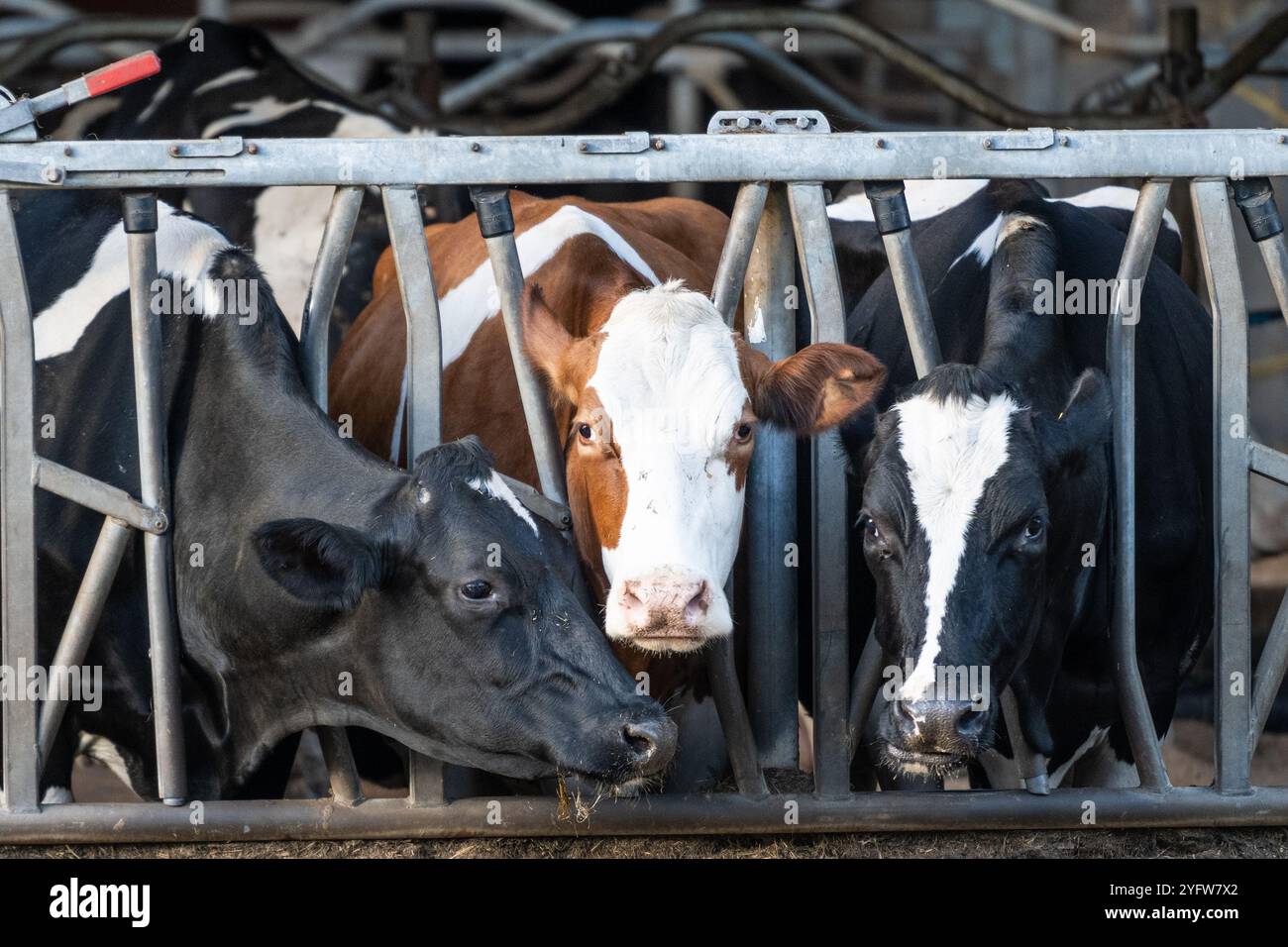 mucche animali da cortile chiusi in un recinto, recinzione di mucche per confinare il bestiame. il cibo da fieno è presente sul pavimento all'esterno delle sbarre per il pascolo del bestiame Foto Stock