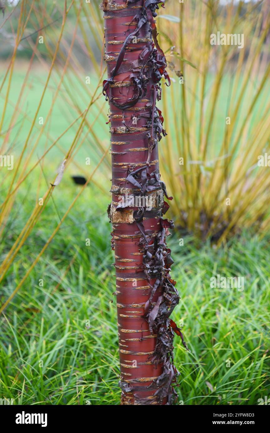 Prunus serrula Foto Stock