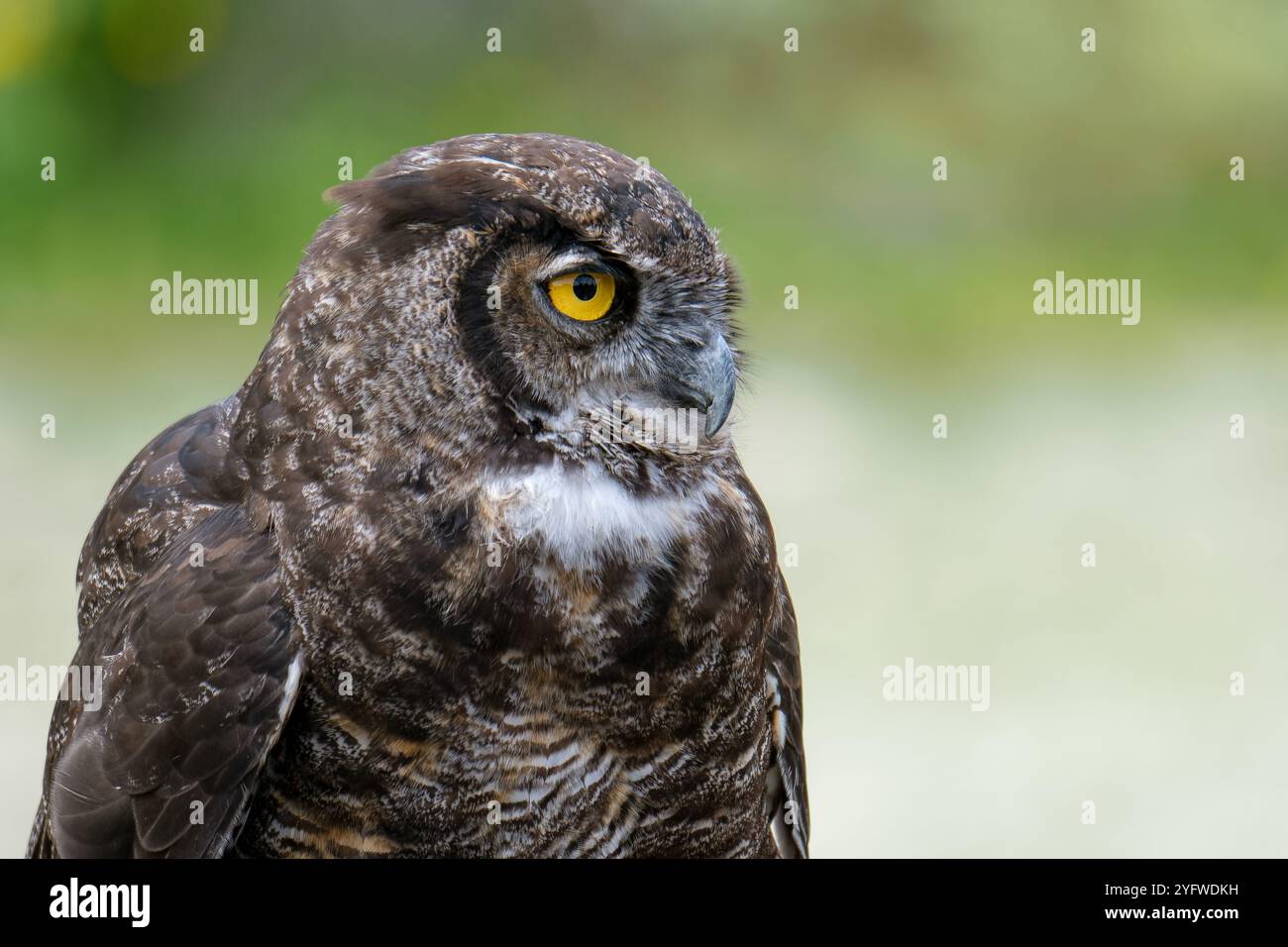 Ritratto ravvicinato di un grande gufo cornuto (bubo virginianus) Foto Stock