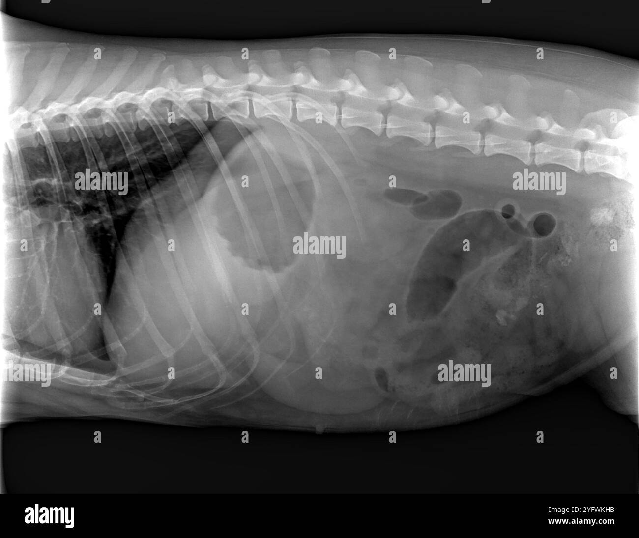 Radiografia del cane dell'addome Foto Stock