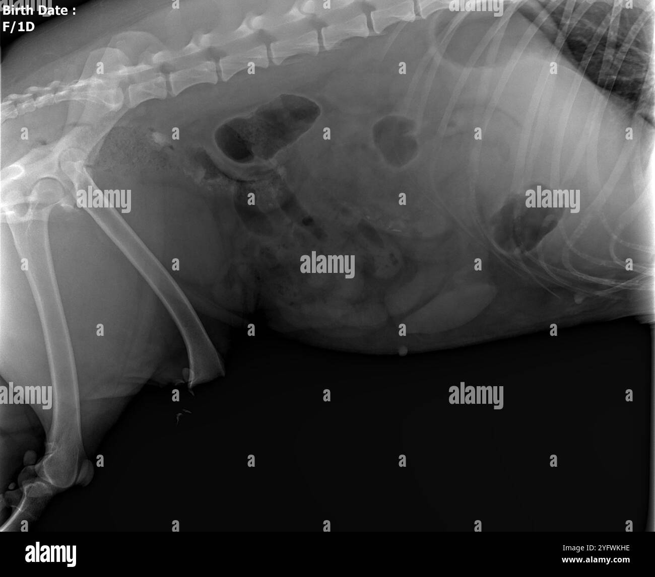 Radiografia del cane dell'addome Foto Stock