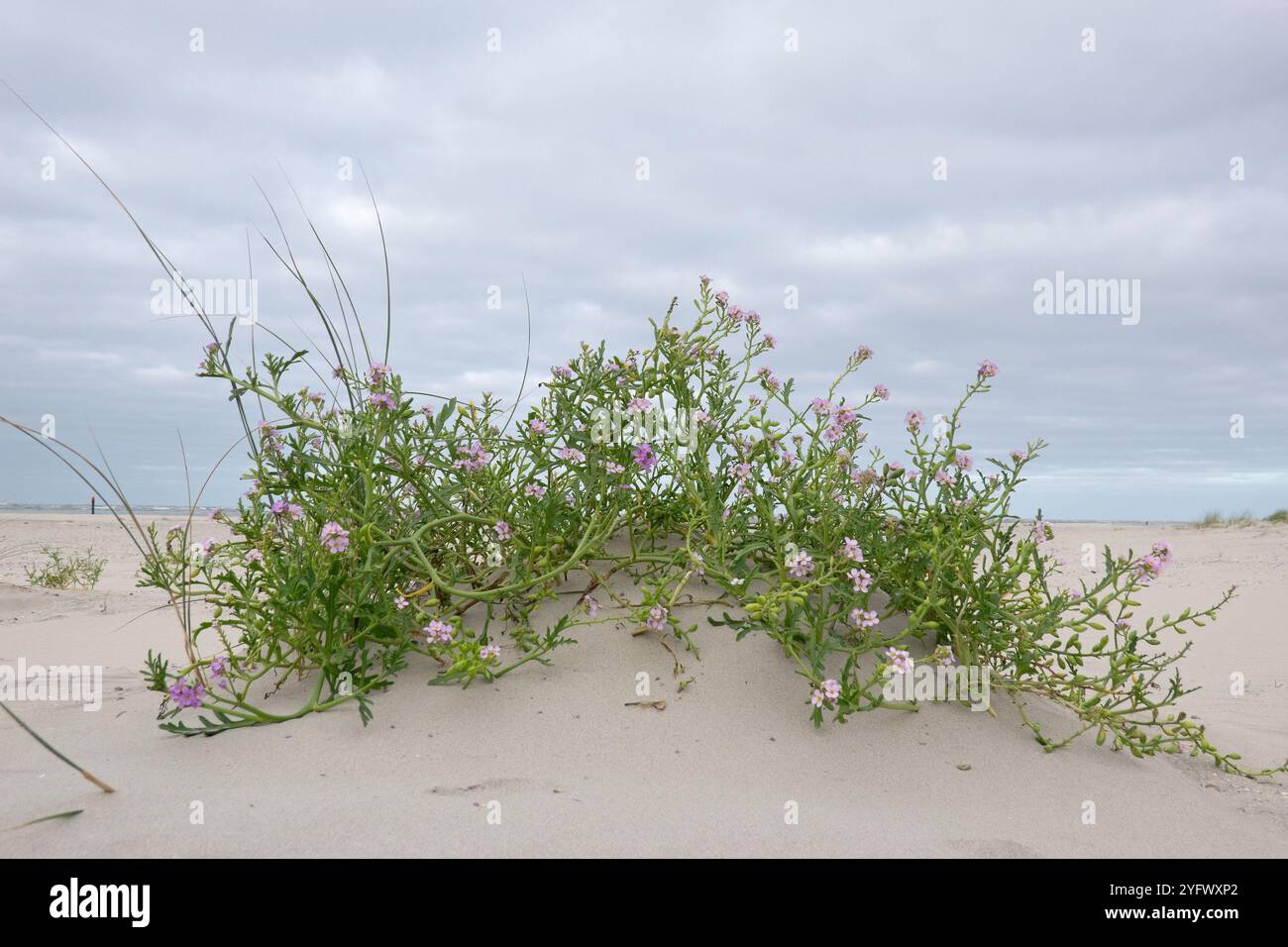 Un searocket europeo sulla spiaggia, che forma una duna embrionale, sotto un cielo nuvoloso Foto Stock