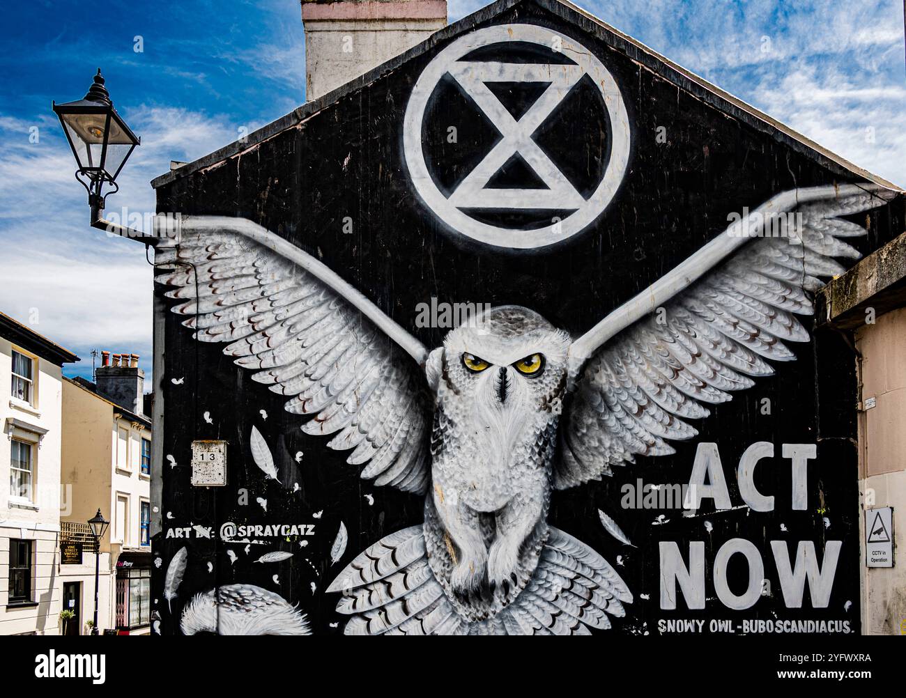 Graffiti Snowy Owl di @SPRAYCATZ nel North Laines, Brighton Foto Stock