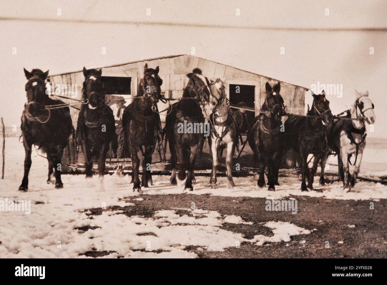 Homesteading, anni '1920, Saskatchewan, Canada Foto Stock