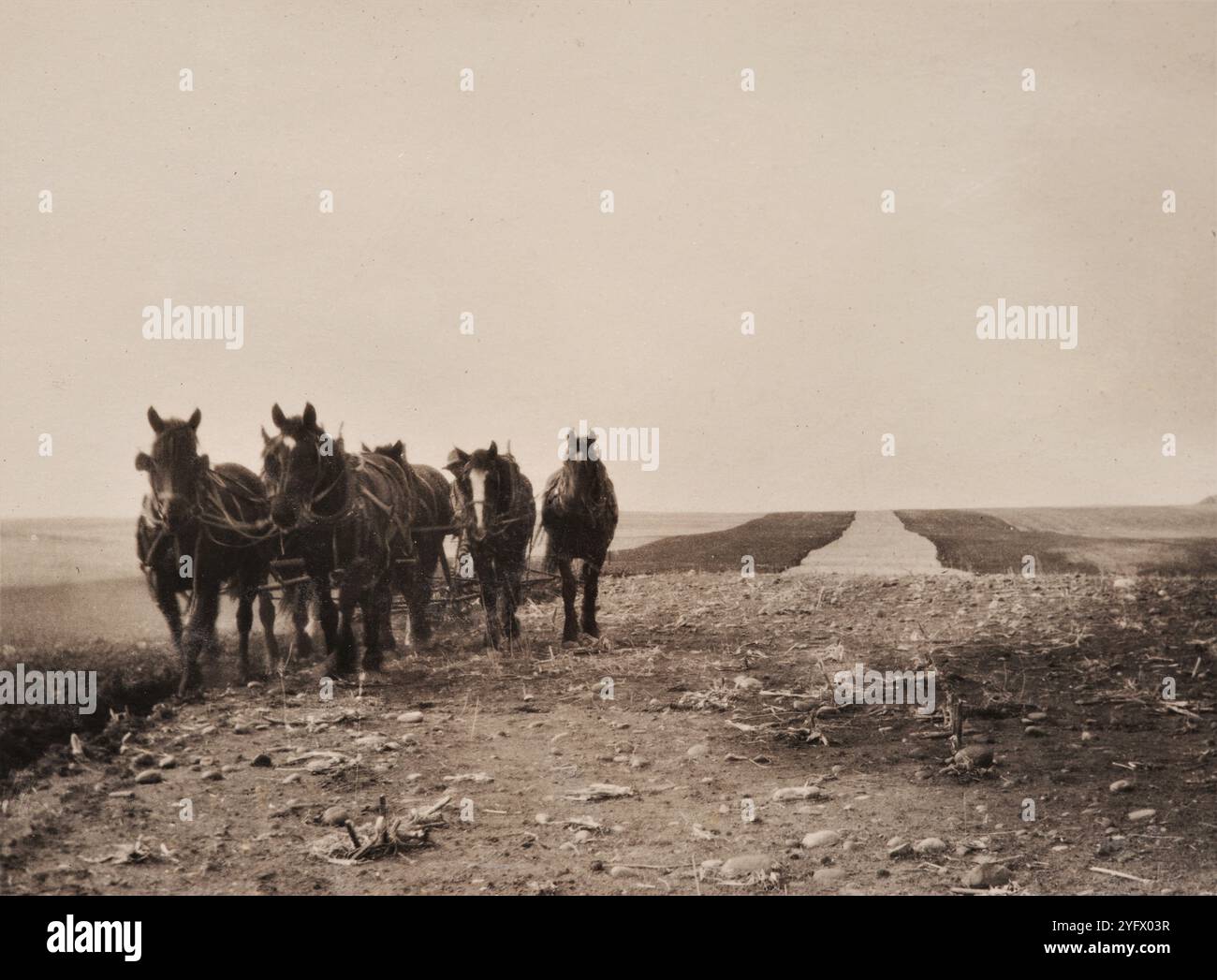 Homesteading, anni '1920, Saskatchewan, Canada Foto Stock