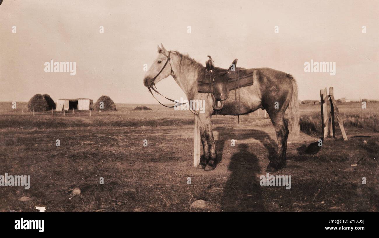 Homesteading, anni '1920, Saskatchewan, Canada Foto Stock