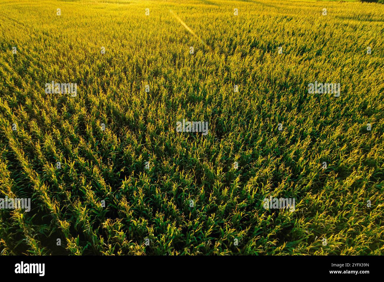 sunbeam in un campo di mais maturo di fine estate, visto al tramonto da un drone, concetto di sfondo agricolo Foto Stock