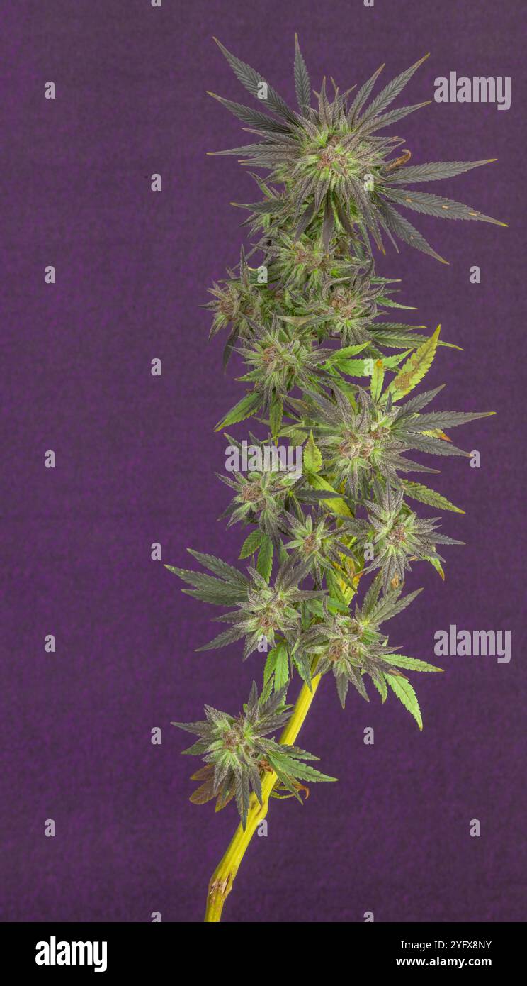 Fiori maturi di varietà viola di marijuana colorata da serra Foto Stock