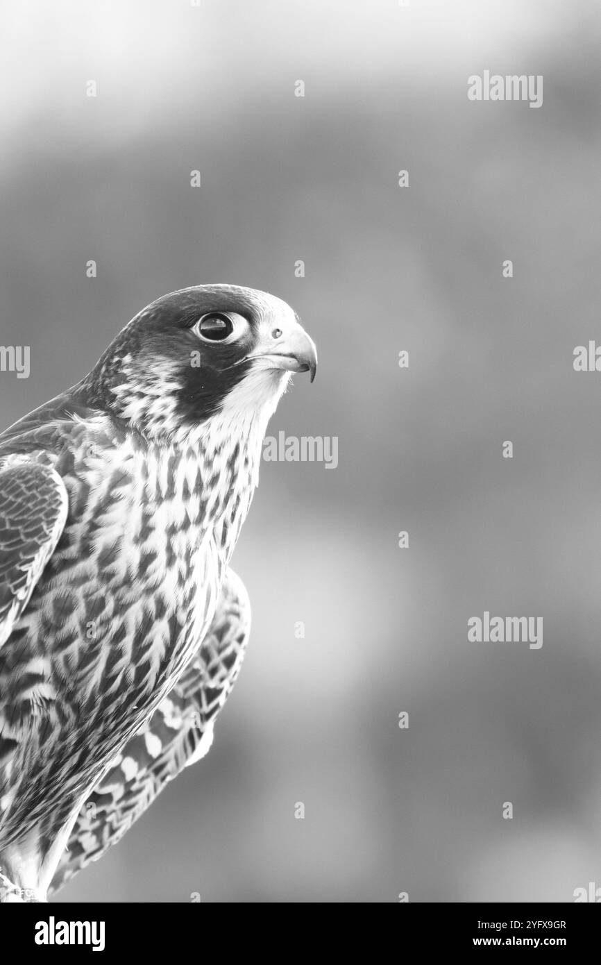 Falco Peregrine, bianco e nero. Fotografia scattata durante un laboratorio di rapaci Foto Stock