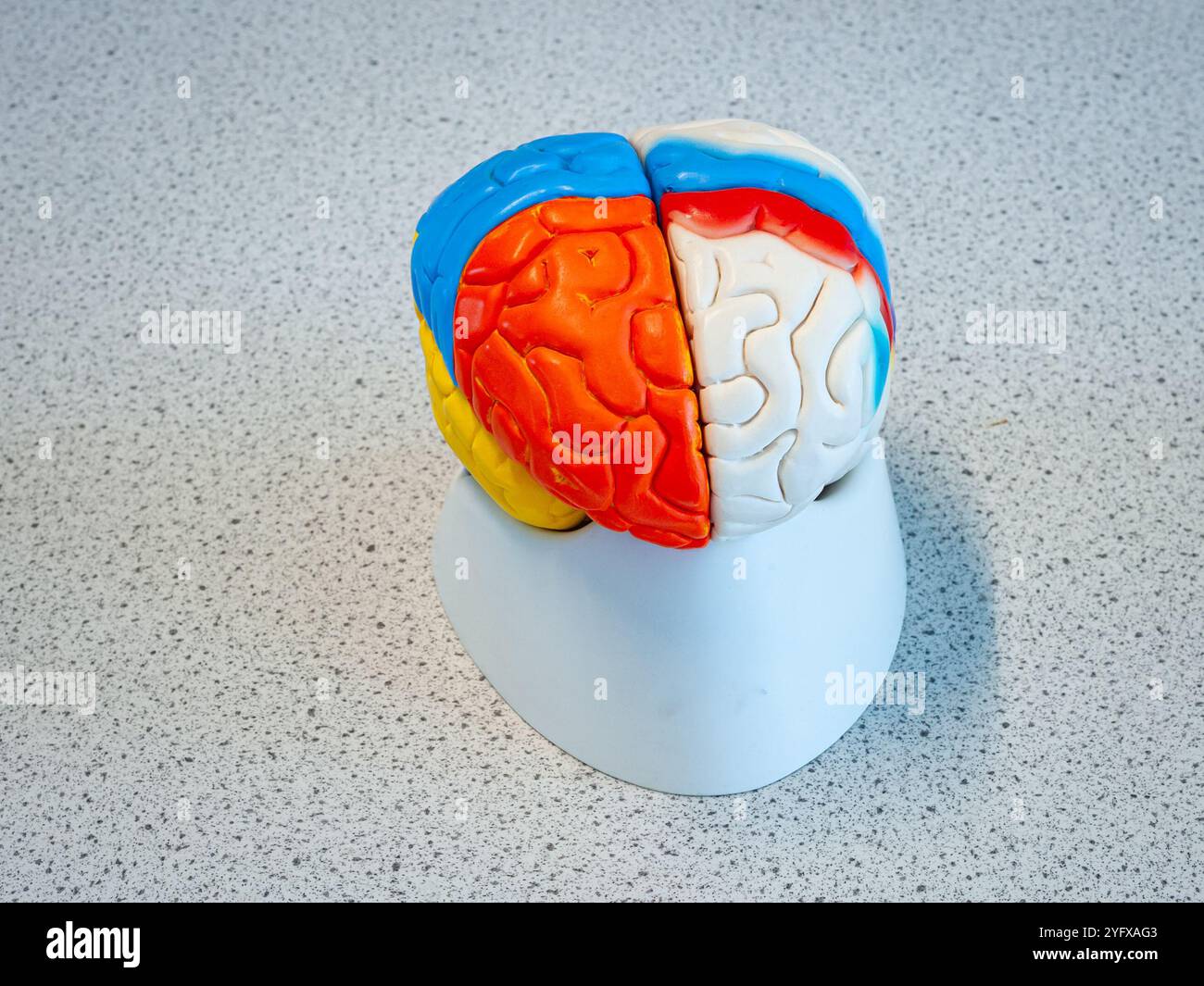 Modello educativo del cervello umano con diversi colori per distinguere le diverse aree e le loro funzioni. Foto Stock
