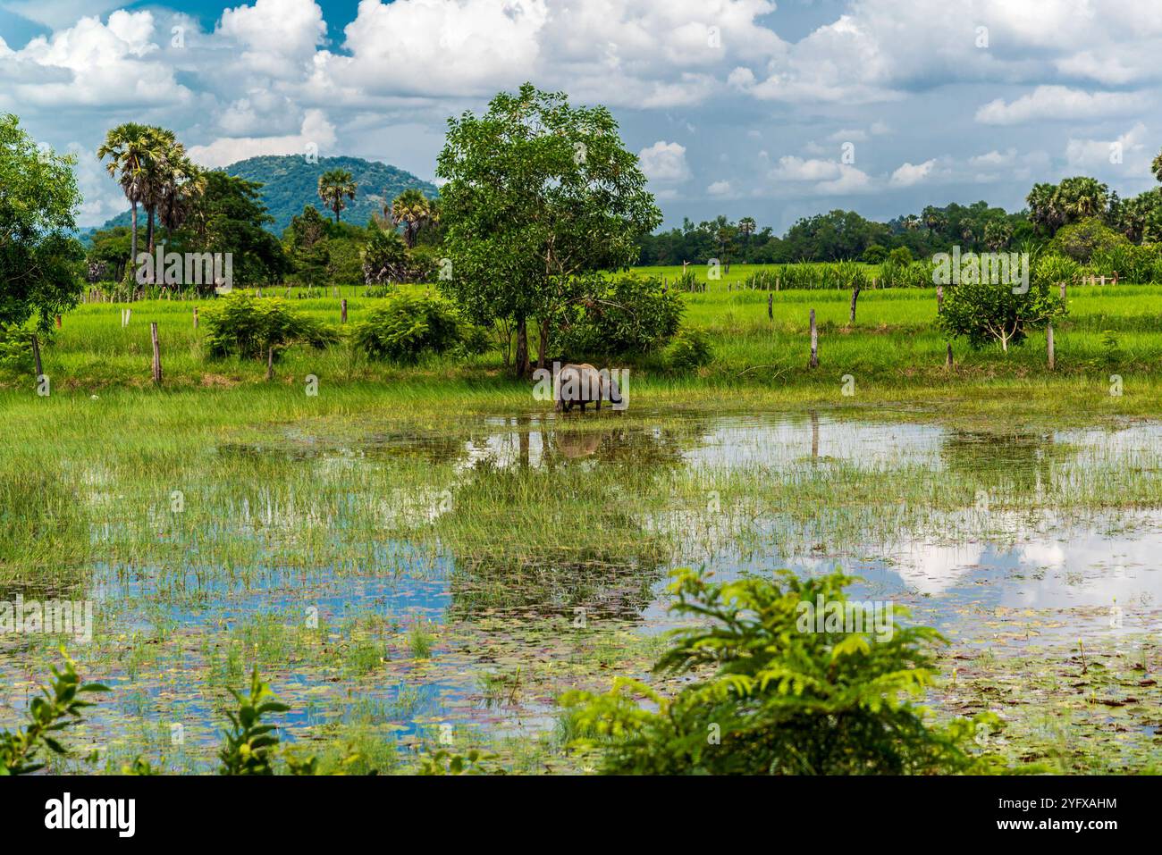 Un bufalo d'acqua che pascolava in un campo nella campagna di Kampot Foto Stock