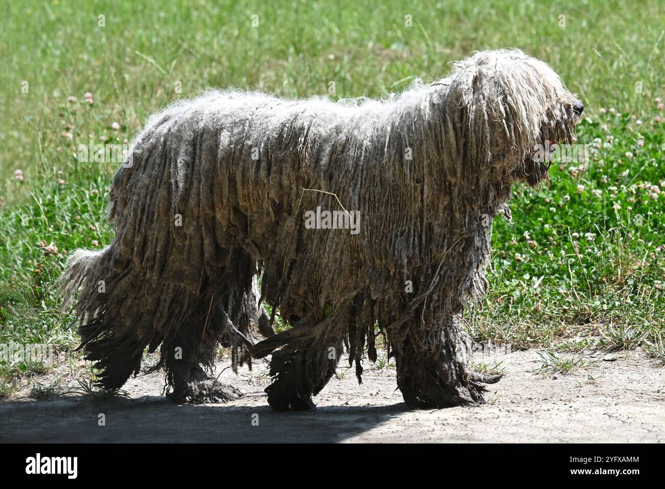 Cane Komondor ungherese bianco con cappotto con cordino in piedi all'aperto in estate Foto Stock