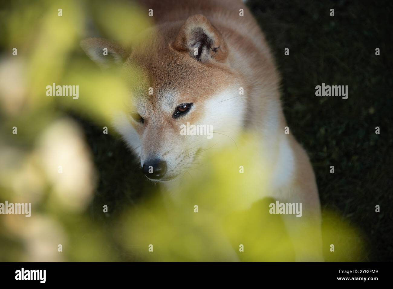 Ritratto principale del cane Shiba inu nel giardino in primavera Foto Stock