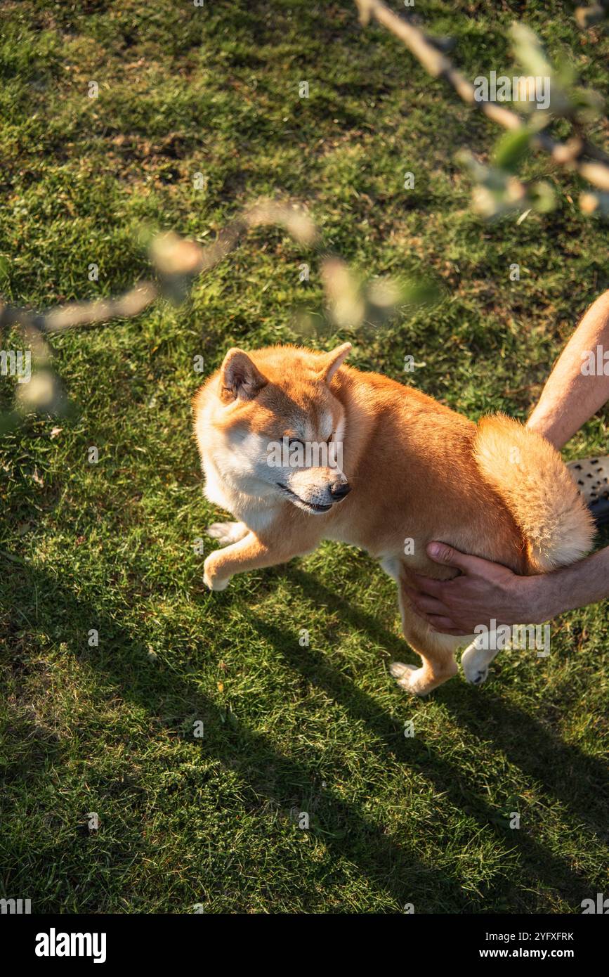La persona (solo foto) sta catturando il cane Shiba inu nel cortile posteriore Foto Stock