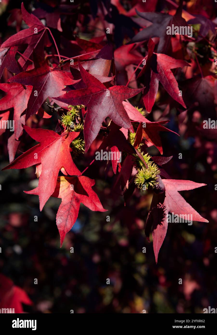 Rosso Foglie di autunno Foto Stock