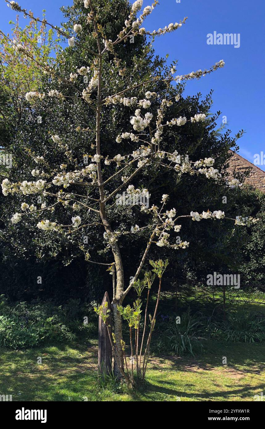 A Memoriam - un'elica della seconda guerra mondiale usata dai cannonieri dei carri armati Foto Stock