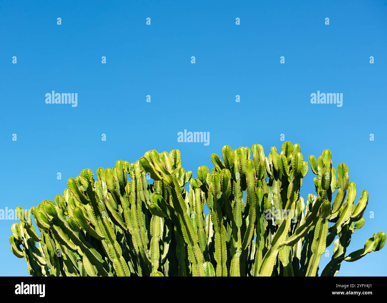 Parete di cactus di candela del deserto con contro il cielo blu. Sfondo naturale. Betancuria, Fuerteventura, Isole Canarie, Spagna. Foto Stock