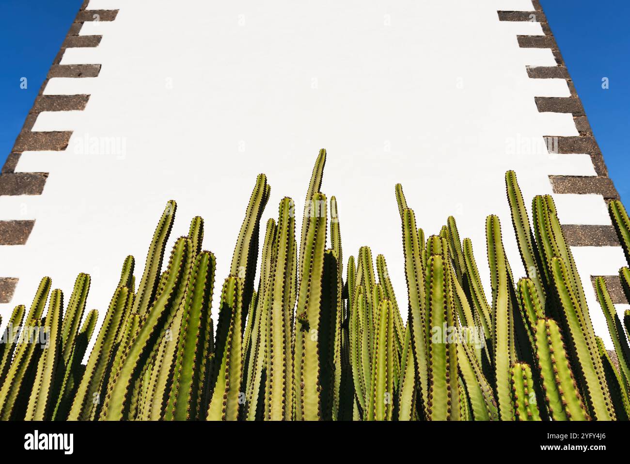 Gruppo affascinato di verde spurga delle Canarie o di cactus club Hercules di fronte a una parete bianca. Betancuria, Fuerteventura, Isole Canarie, Spagna Foto Stock