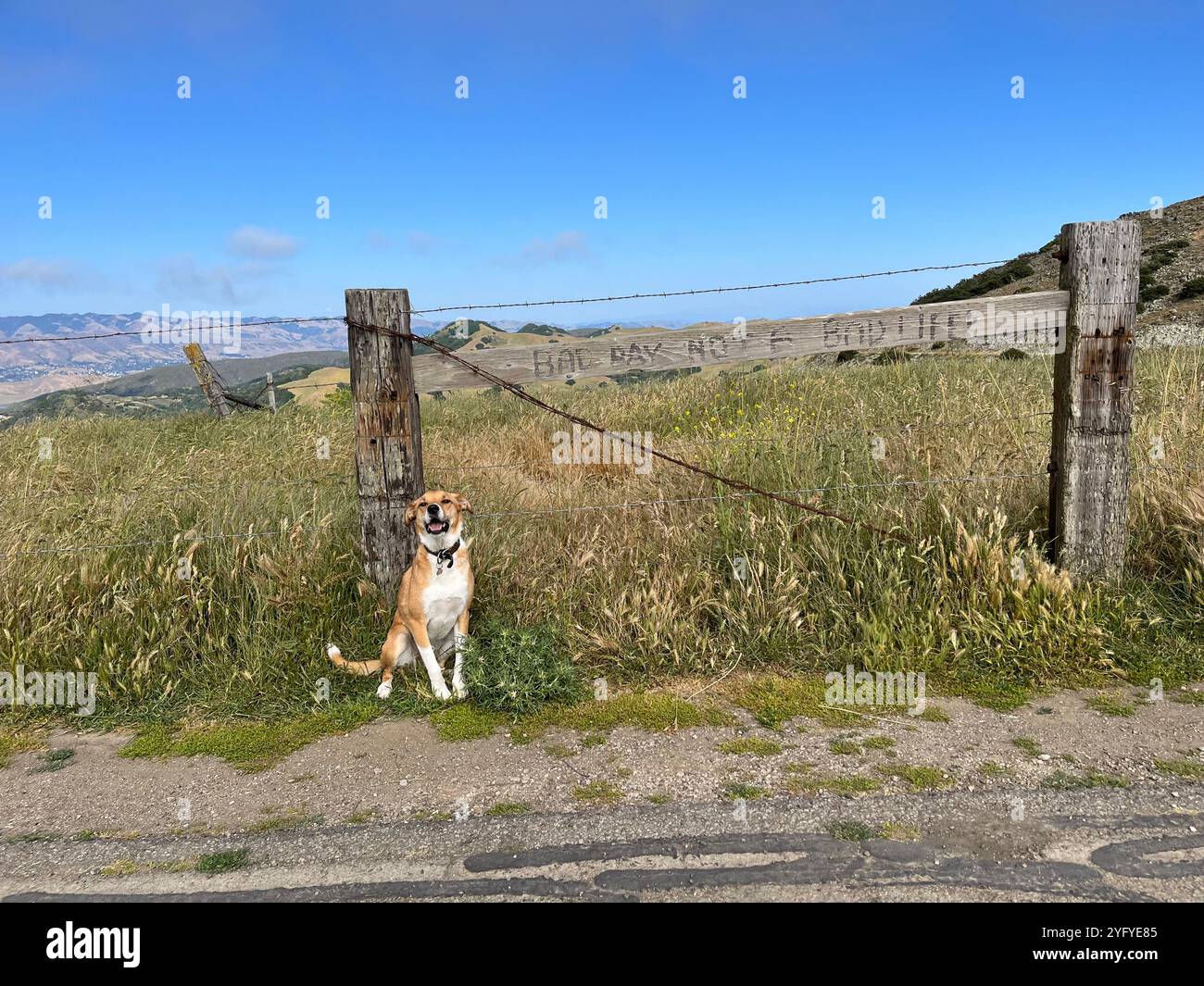 Giornata cattiva, non una cattiva vita. Cane in posa davanti al messaggio positivo Foto Stock