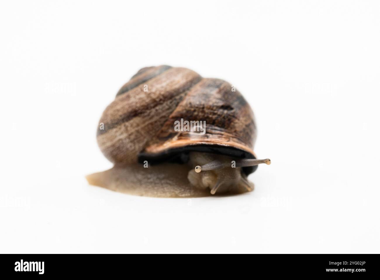 Caracol terrestre visto de diferentes formas, aislado en blanco Foto Stock