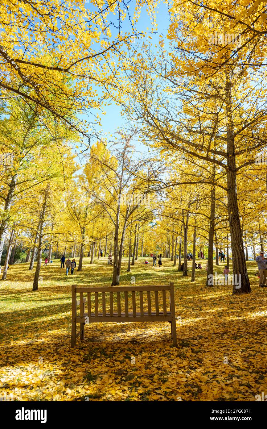 Ci sono circa 300 alberi di Ginko nel Blandy Ginko Grove presso l'arboreto statale della Virginia. In autunno, le loro foglie verdi diventano creat giallo dorato Foto Stock