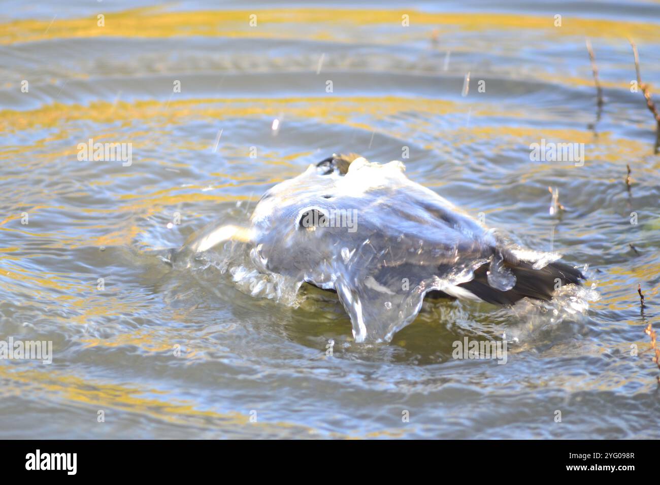 Un Moorhen (Rallidae) che fa il bagno in acqua al tramonto presso una diga di Vierlanden a Durbanville, Sudafrica. Foto Stock