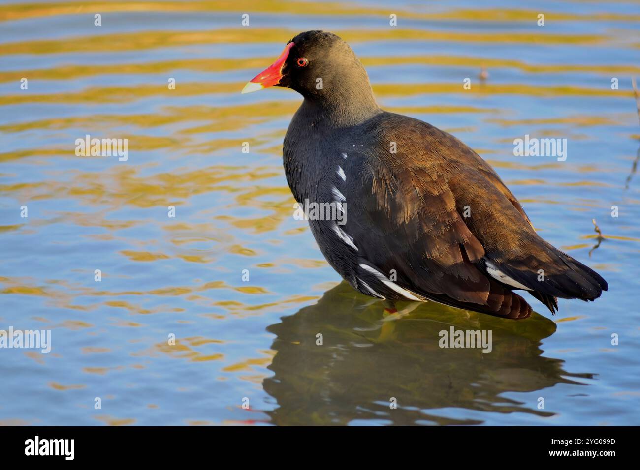 Comune Moorhen (Rallidae) durante il tramonto alla diga di Vierlanden, Durbanville nel Capo Occidentale. Foto Stock