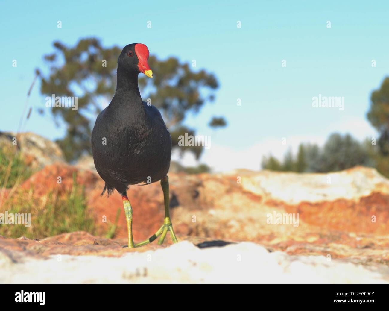 Un Moorhen (Rallidae) in piedi sulle rive rocciose di una diga di Vierlanden nel Capo Occidentale, in Sudafrica. Foto Stock