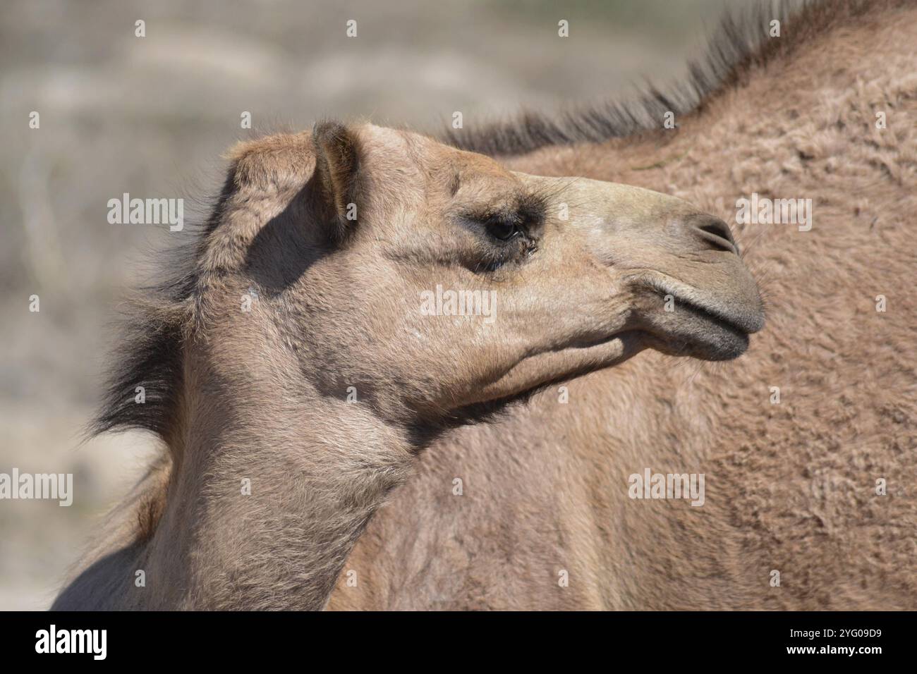 Profilo di cammello Dromedary femmina (Camelus dromedarius) con una gobba sulla costa occidentale del Sudafrica. Foto Stock