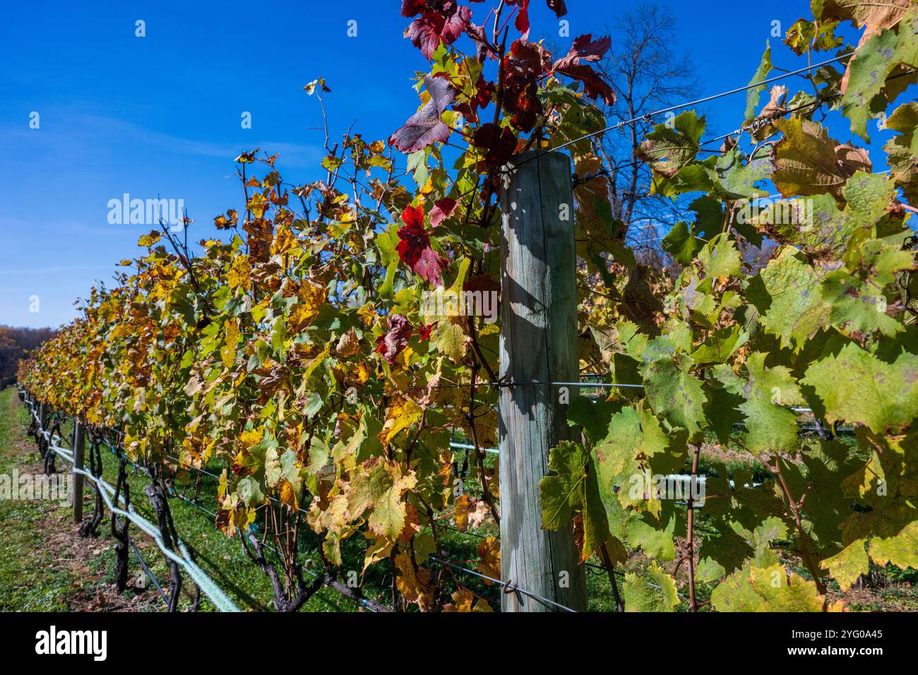 Filari di viti in un vigneto nella regione Piedmond della Virginia. Foto Stock