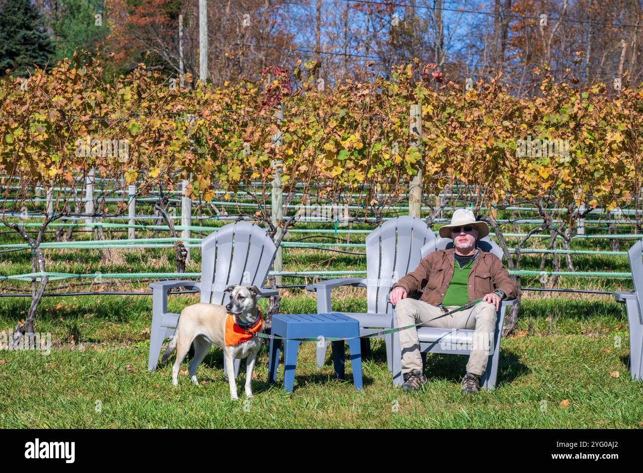 Un uomo e il suo cane potranno godersi un bellissimo pomeriggio autunnale nella regione vinicola piemontese della Virginia. Foto Stock