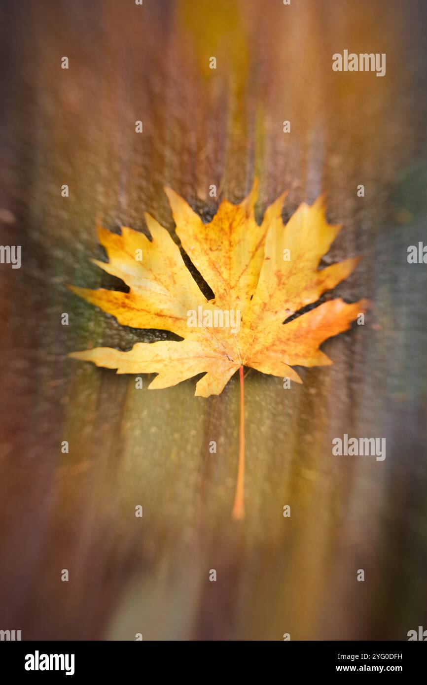 WA26202-00....WASHINGTON - foglie d'acero di grande foglia di colore autunnale. Foto Stock