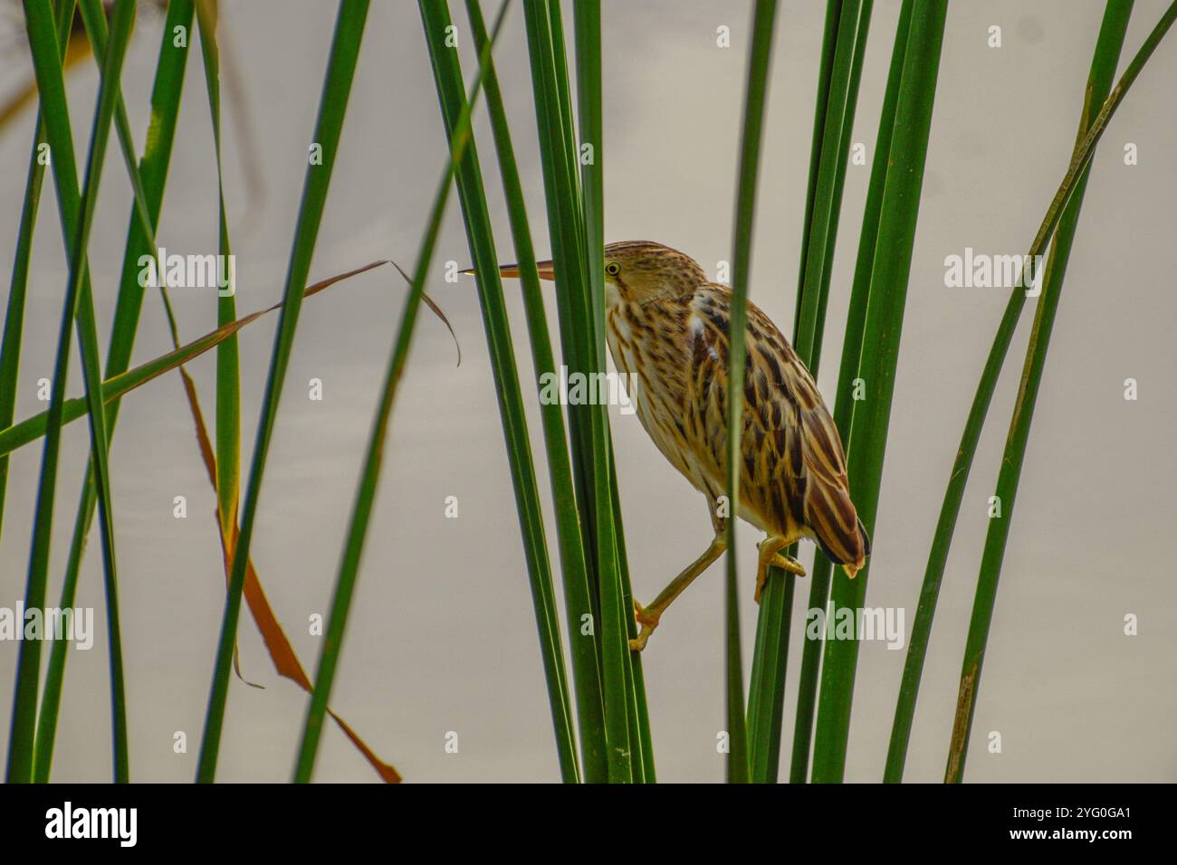 Un amaro giallo aggrappato ai fusti di una pianta di canna ad acqua. Fotografato nella parte occidentale di Singapore. Foto Stock