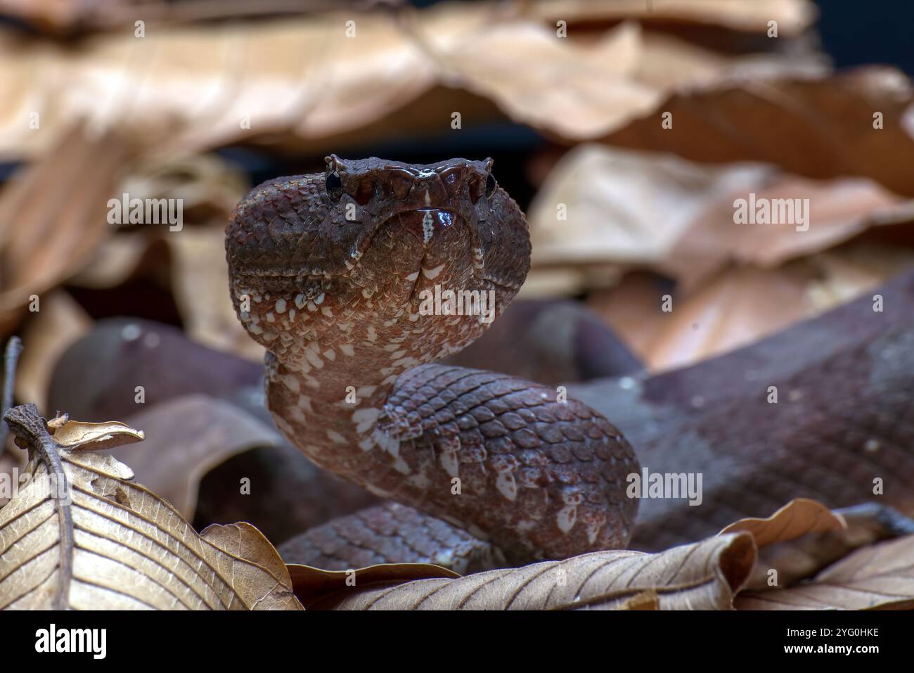 Fossa a naso piatto viper nascosta all'interno della boccola Foto Stock