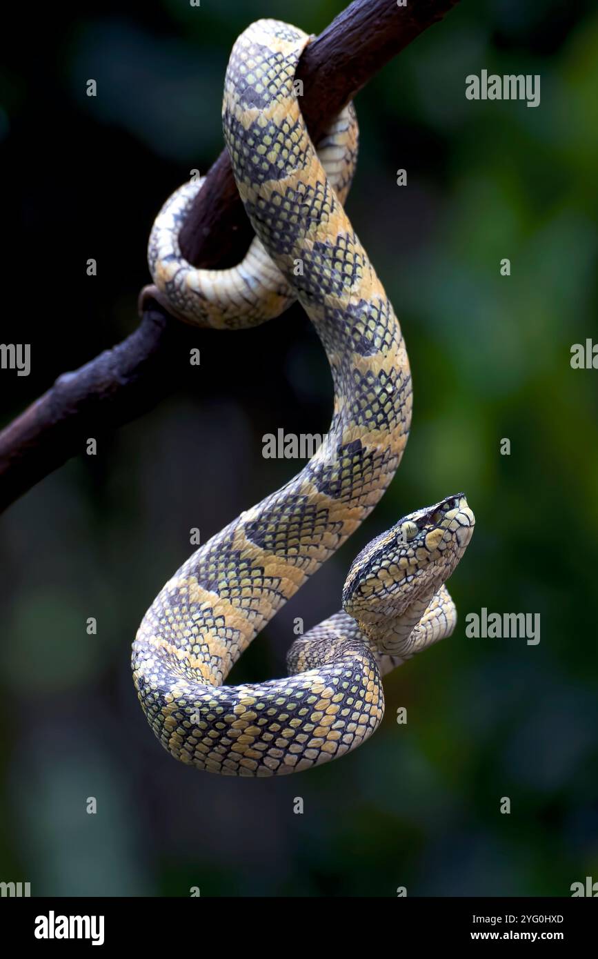 Il vipera della fossa di Wagler sul ramo dell'albero Foto Stock