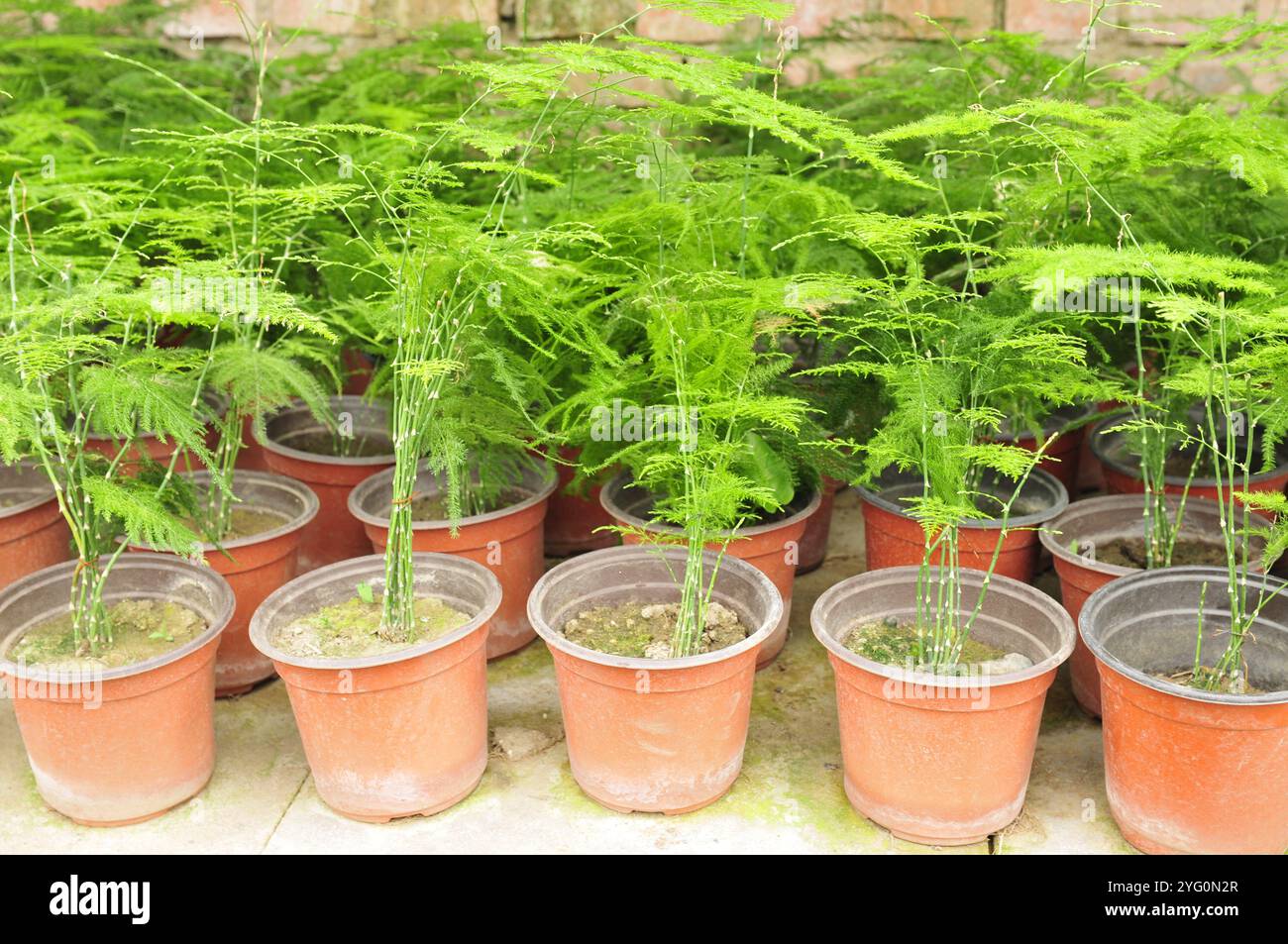 Molte piante al chiuso degli asparagi Foto Stock