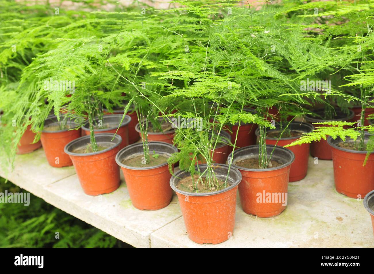 Molte piante al chiuso degli asparagi Foto Stock