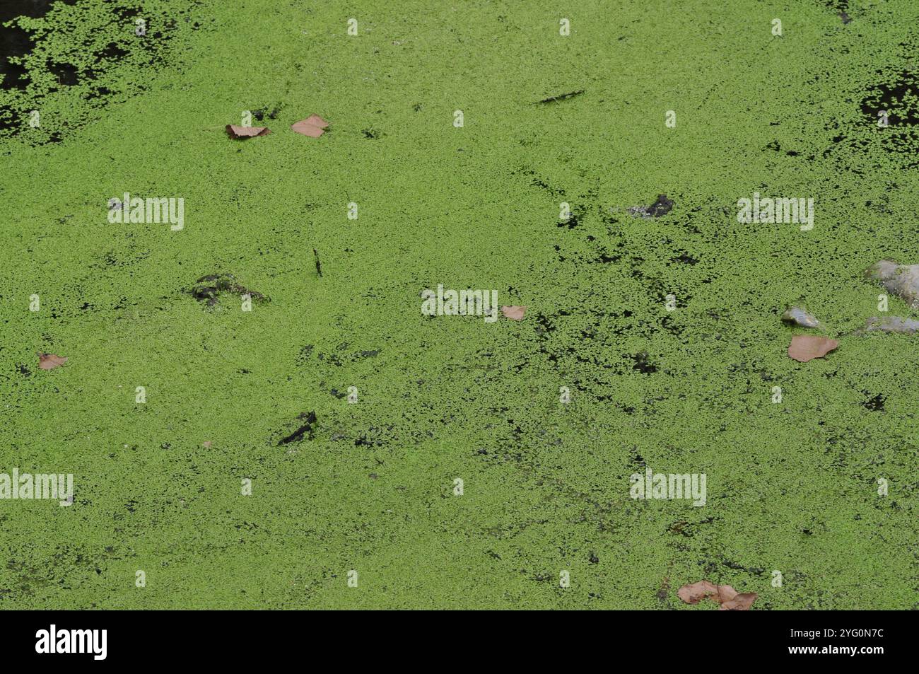 La superficie dell'acqua è ricoperta di erba anatra Foto Stock