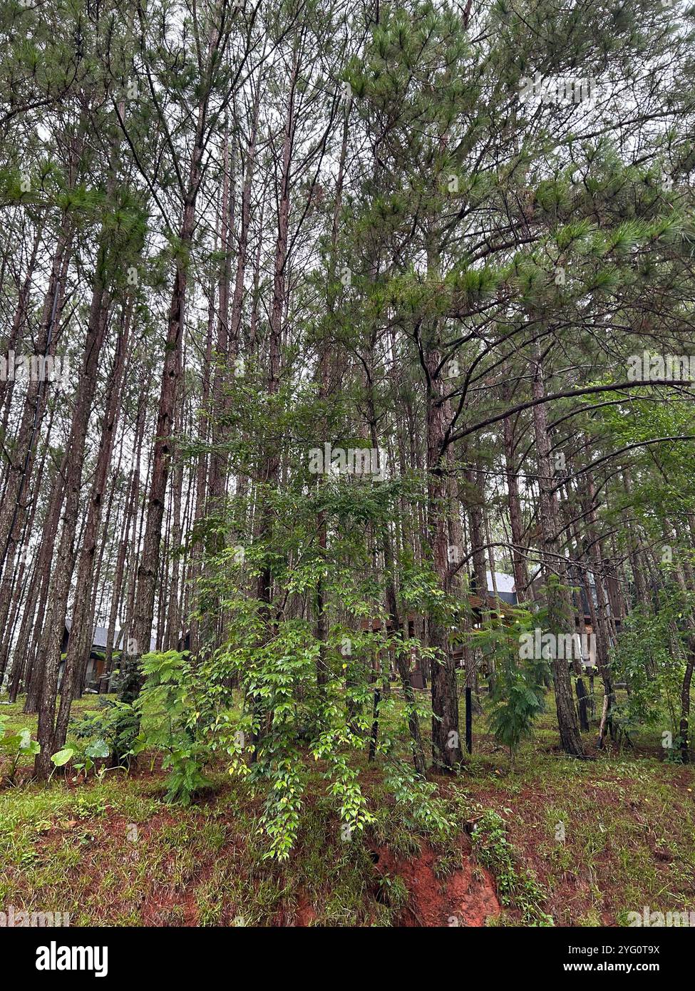 Foresta di pini serena con vegetazione lussureggiante e cabina rustica sullo sfondo Foto Stock