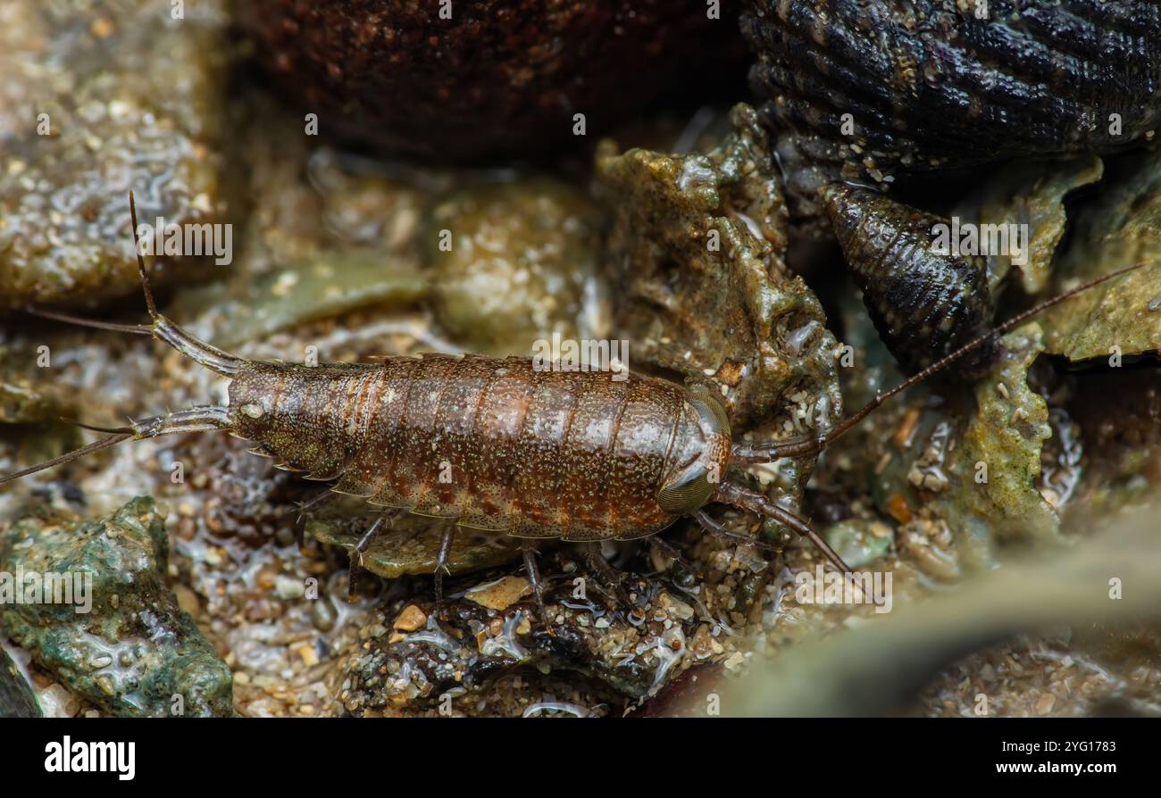 Il Sea Roach, o isopode, scorre attraverso una zona rocciosa intertidale lungo la costa, esplorando il suo habitat umido tra conchiglie, alghe, alghe, macro fotograp Foto Stock