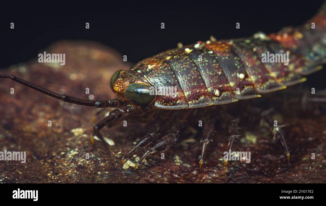 Primo piano di uno slater marino che strizza su una roccia, mostrando il suo corpo segmentato e le sue gambe delicate, macro fotografia e non sono stati generati dall'intelligenza artificiale. Foto Stock