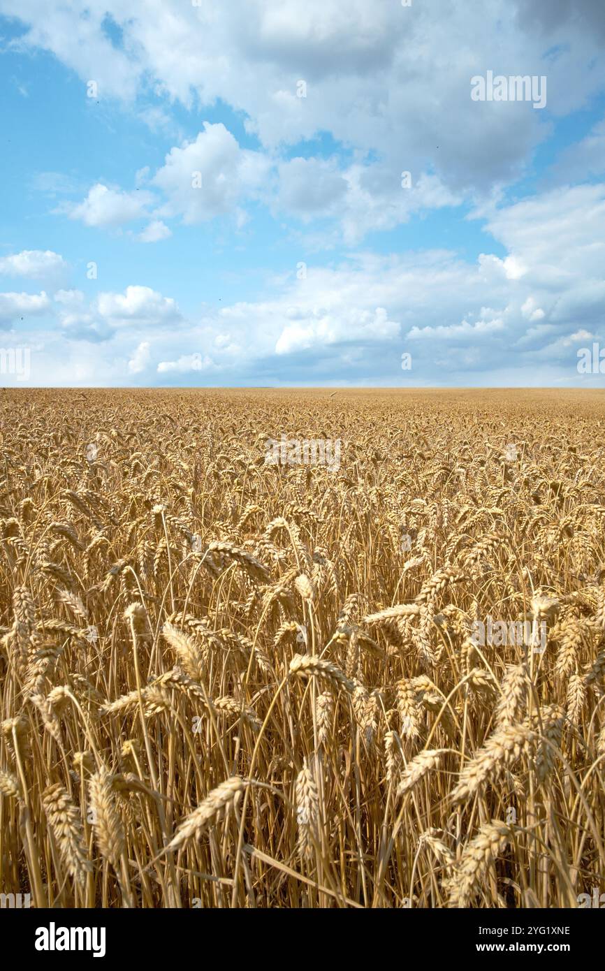 Cielo azzurro, grano e campo con raccolto all'aperto di grano, agricoltura agricola e produzione di colture. Campagna, ambiente sostenibile, riso Foto Stock