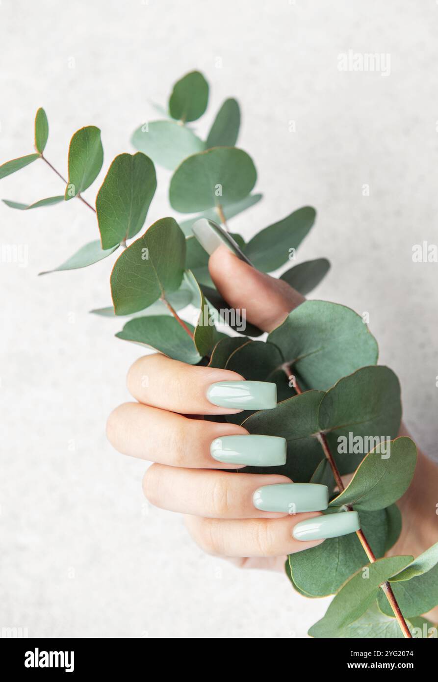 In un ambiente minimalista, una mano con lunghe unghie verdi di menta regge graziosamente un ramo di eucalipto, mostrando una miscela di natura e estetica moderna Foto Stock