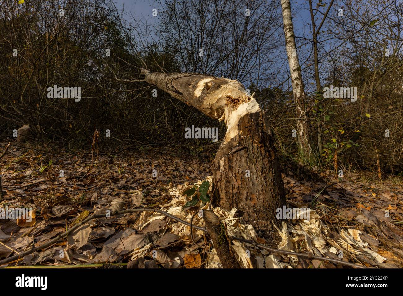 Attività nociva dei castori, taglio degli alberi, rami di alberi morsi dai castori Foto Stock