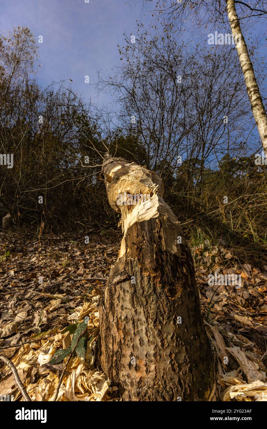 Attività nociva dei castori, taglio degli alberi, rami di alberi morsi dai castori Foto Stock